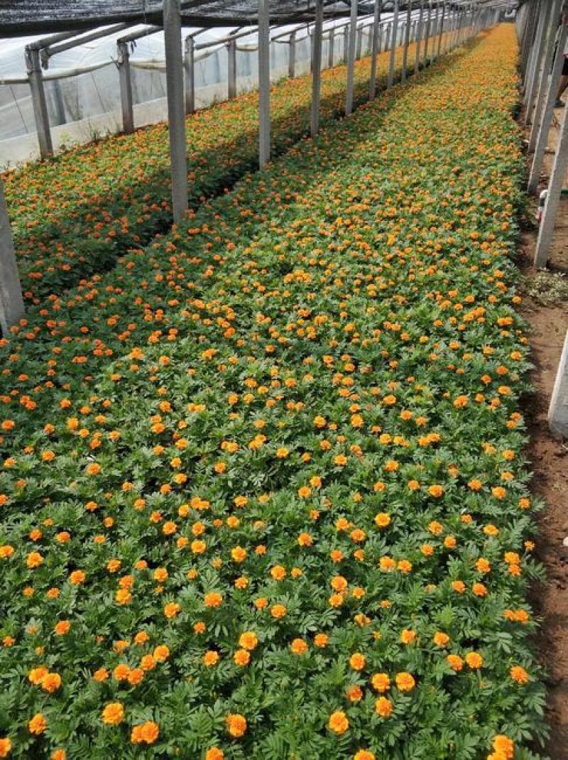 孔雀草花种子