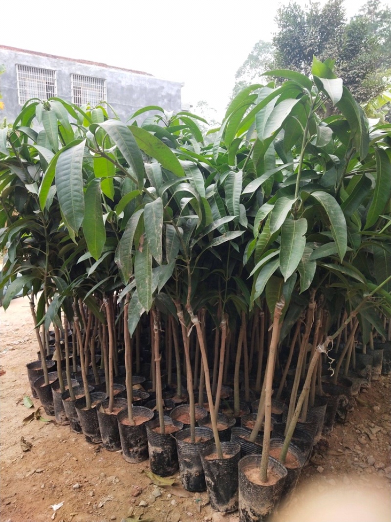 四季芒果苗/一年四季开花结果\产量高好管理