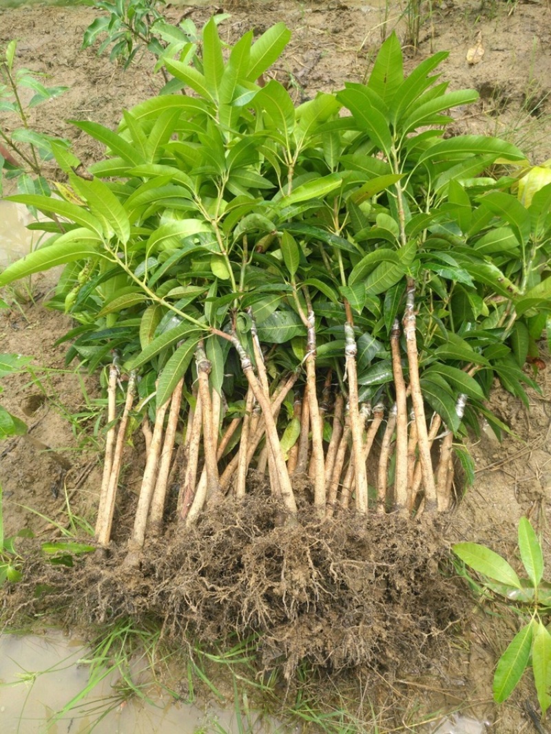 四季芒果苗/一年四季开花结果\产量高好管理