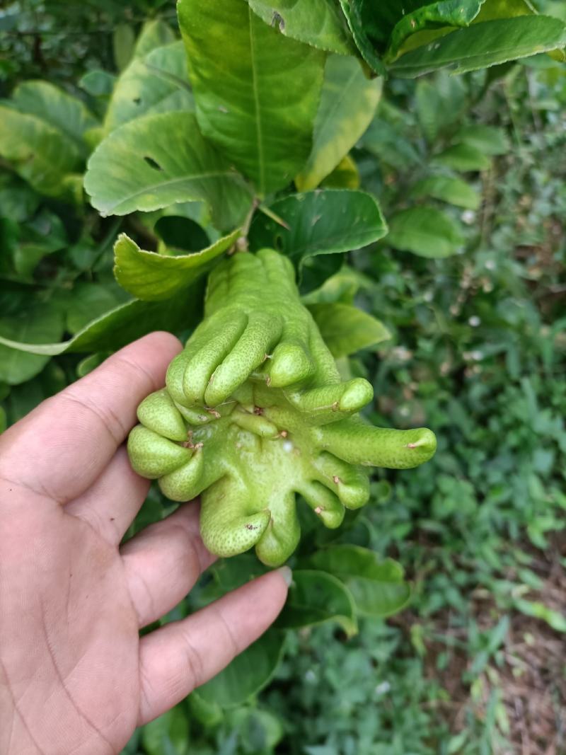 佛手鲜果，广西产地，正值上市旺季，货源充足。