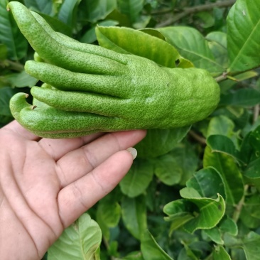 佛手鲜果，广西产地，正值上市旺季，货源充足。