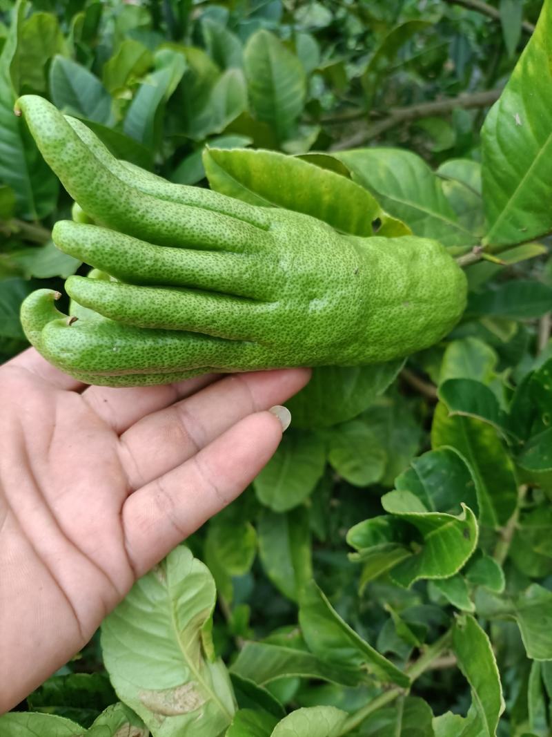 佛手鲜果，广西产地，正值上市旺季，货源充足。