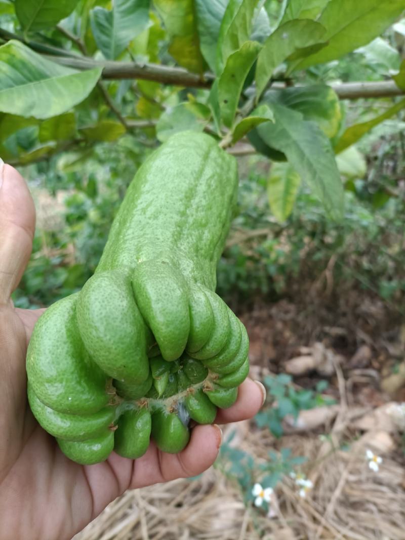 佛手鲜果，广西产地，正值上市旺季，货源充足。