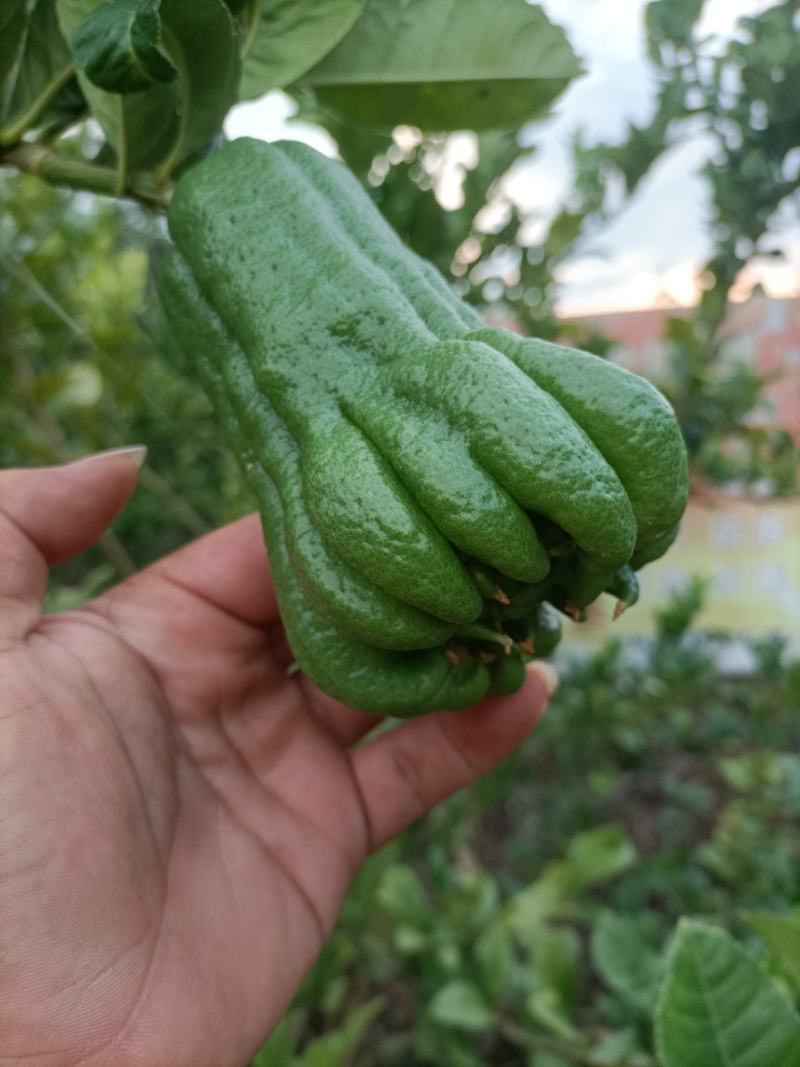 佛手鲜果，广西产地，正值上市旺季，货源充足。