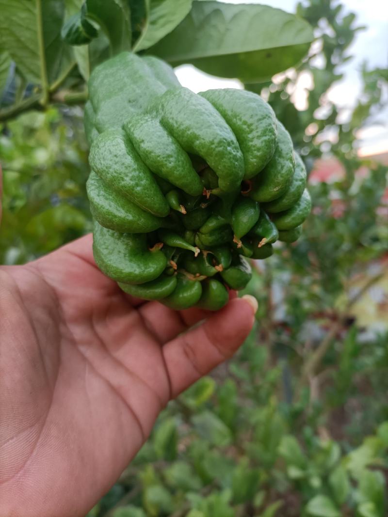 佛手鲜果，广西产地，正值上市旺季，货源充足。