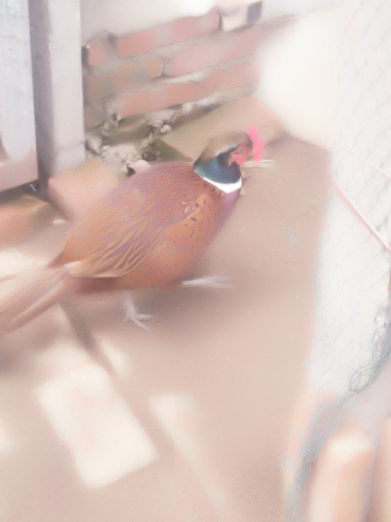 山鸡