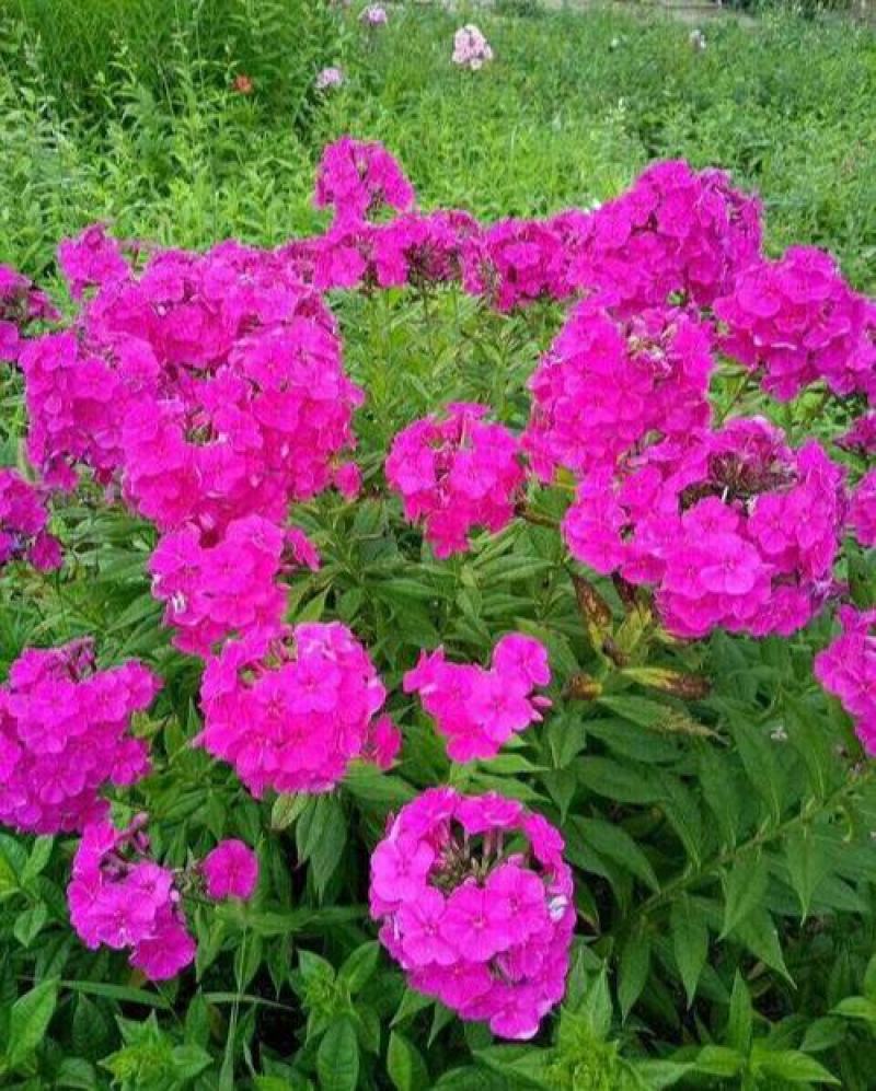 福禄考种子星花四季播种鲜花花海道路室内阳台盆栽易种