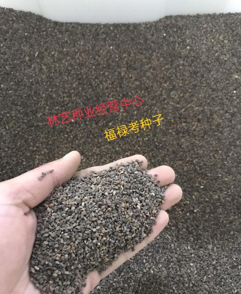 福禄考种子星花四季播种鲜花花海道路室内阳台盆栽易种