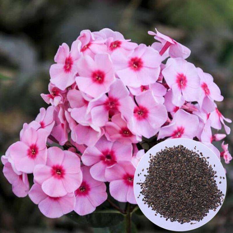 福禄考种子星花四季播种鲜花花海道路室内阳台盆栽易种