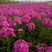 福禄考种子星花四季播种鲜花花海道路室内阳台盆栽易种