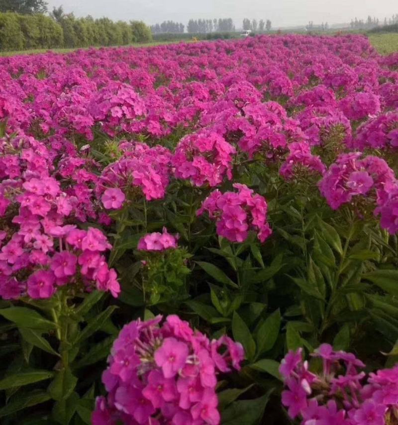 福禄考种子星花四季播种鲜花花海道路室内阳台盆栽易种