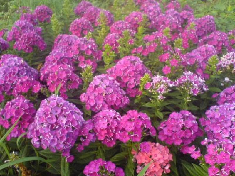 福禄考种子星花四季播种鲜花花海道路室内阳台盆栽易种