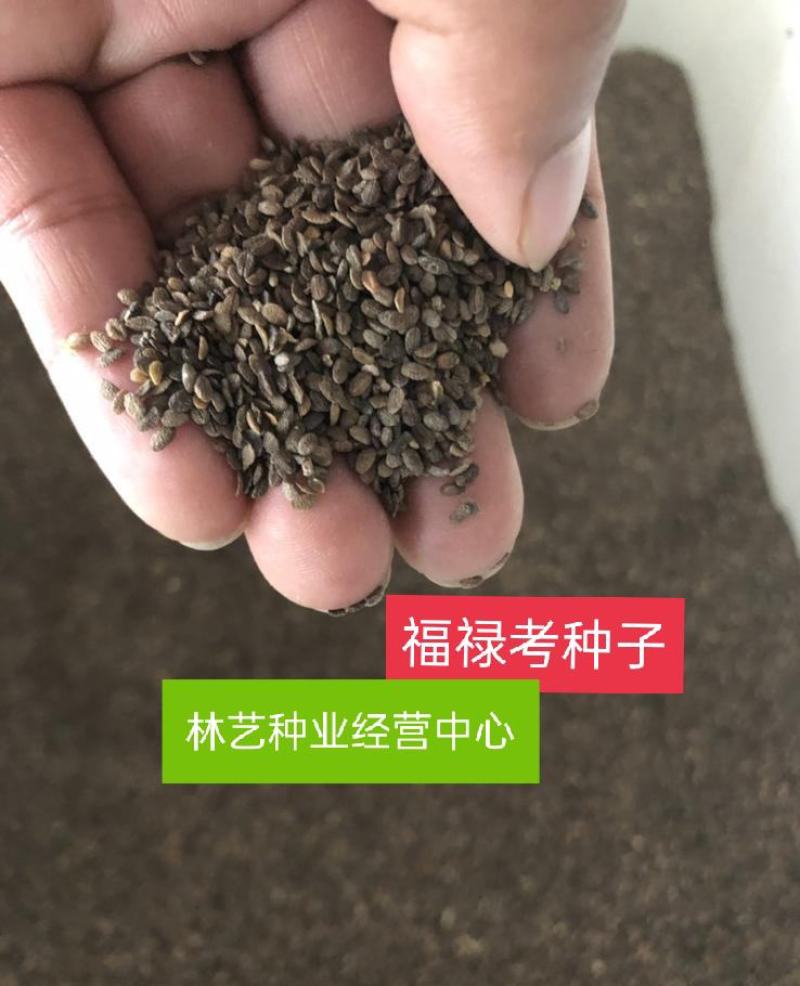 福禄考种子星花四季播种鲜花花海道路室内阳台盆栽易种