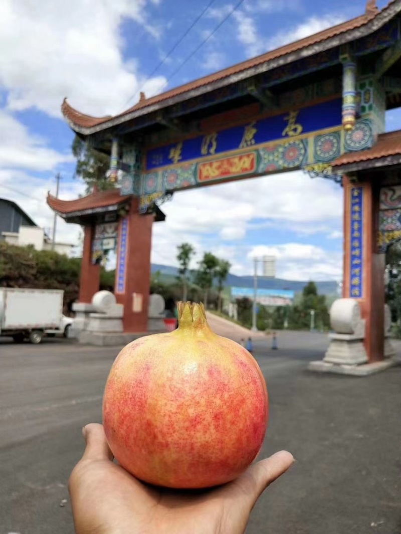 突尼斯软籽石榴/会理石榴%一件代发，量大从优