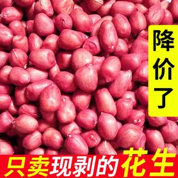 5斤四粒红皮花生米新货上市特价三天东北特产花生米批发包邮