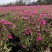 四季福禄考花苗易种宿根花卉园林景观庭院花海易活耐寒旱