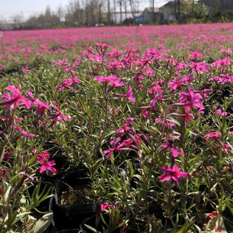 四季福禄考花苗易种宿根花卉园林景观庭院花海易活耐寒旱