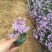 四季福禄考花苗易种宿根花卉园林景观庭院花海易活耐寒旱