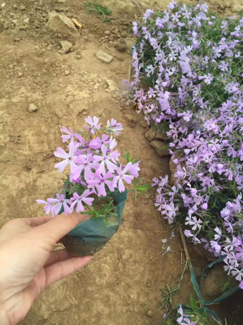 四季福禄考花苗易种宿根花卉园林景观庭院花海易活耐寒旱