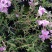 四季福禄考花苗易种宿根花卉园林景观庭院花海易活耐寒旱