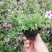 四季福禄考花苗易种宿根花卉园林景观庭院花海易活耐寒旱