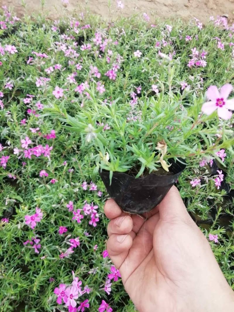 四季福禄考花苗易种宿根花卉园林景观庭院花海易活耐寒旱
