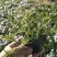 四季福禄考花苗易种宿根花卉园林景观庭院花海易活耐寒旱