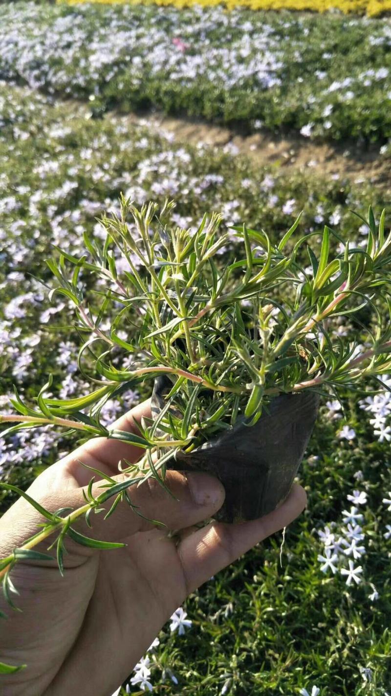四季福禄考花苗易种宿根花卉园林景观庭院花海易活耐寒旱