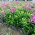 四季福禄考花苗易种宿根花卉园林景观庭院花海易活耐寒旱