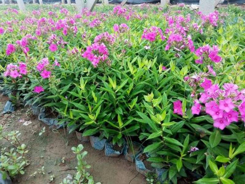 四季福禄考花苗易种宿根花卉园林景观庭院花海易活耐寒旱