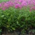 四季福禄考花苗易种宿根花卉园林景观庭院花海易活耐寒旱