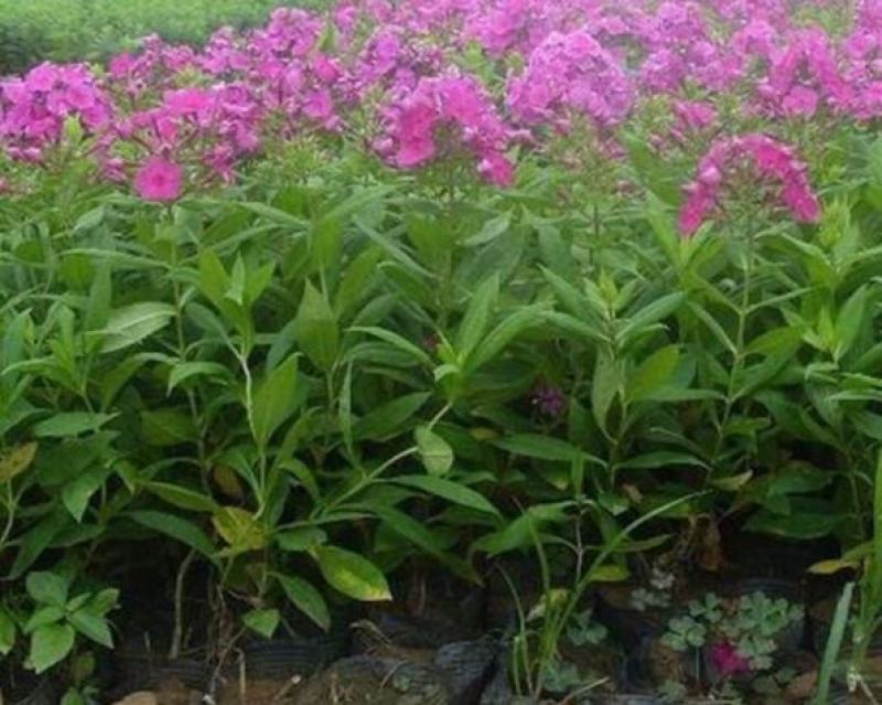 四季福禄考花苗易种宿根花卉园林景观庭院花海易活耐寒旱