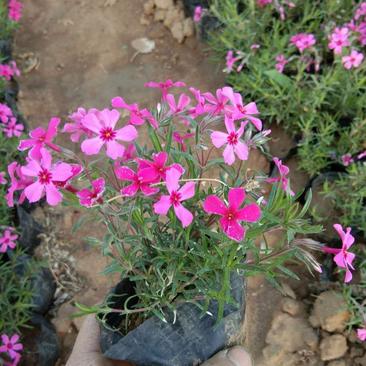 四季福禄考花苗易种宿根花卉园林景观庭院花海易活耐寒旱