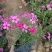 四季福禄考花苗易种宿根花卉园林景观庭院花海易活耐寒旱