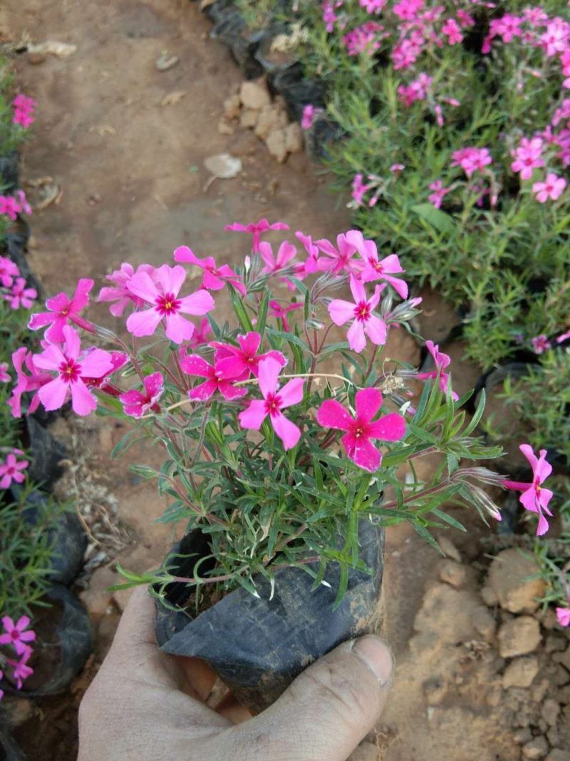 四季福禄考花苗易种宿根花卉园林景观庭院花海易活耐寒旱