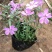 四季福禄考花苗易种宿根花卉园林景观庭院花海易活耐寒旱