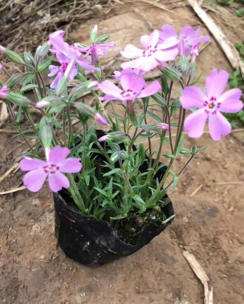 四季福禄考花苗易种宿根花卉园林景观庭院花海易活耐寒旱