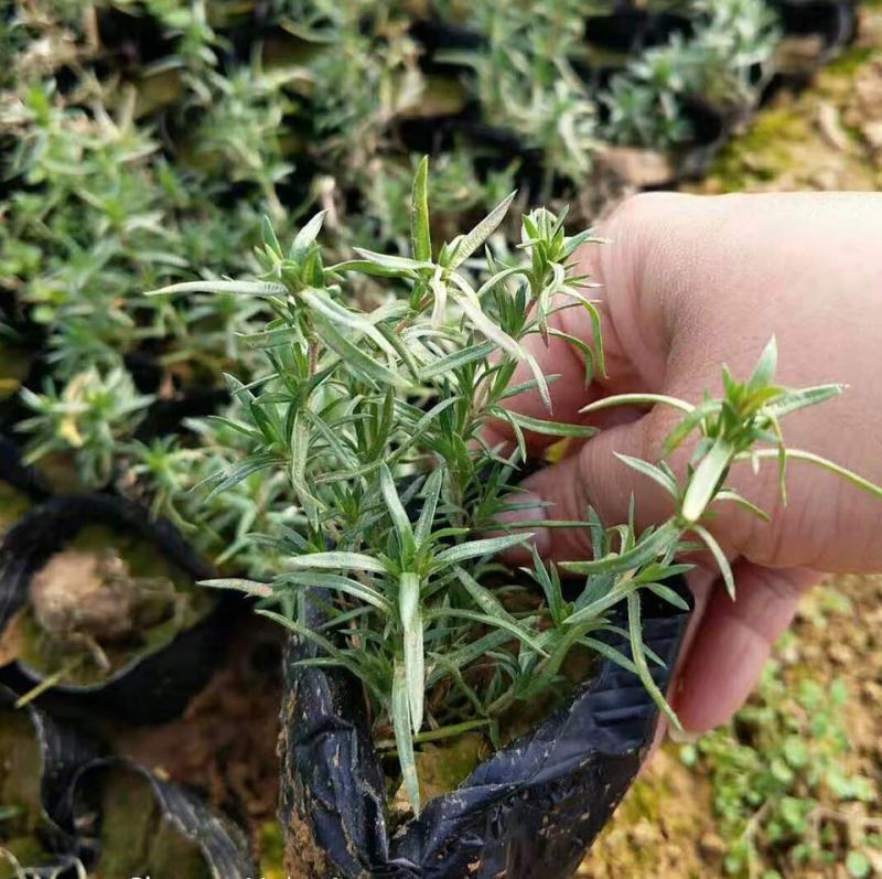 四季福禄考花苗易种宿根花卉园林景观庭院花海易活耐寒旱