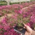 四季福禄考花苗易种宿根花卉园林景观庭院花海易活耐寒旱