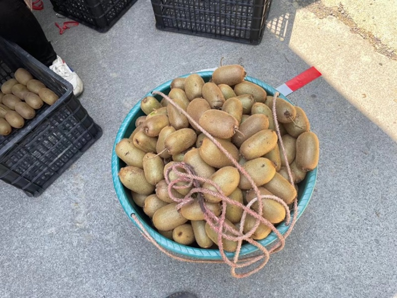 绿心猕猴桃米良精品绿心猕猴桃产地金华可提