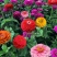百日草花种子四季易种室外庭院阳台景观花海百日菊花种籽开花