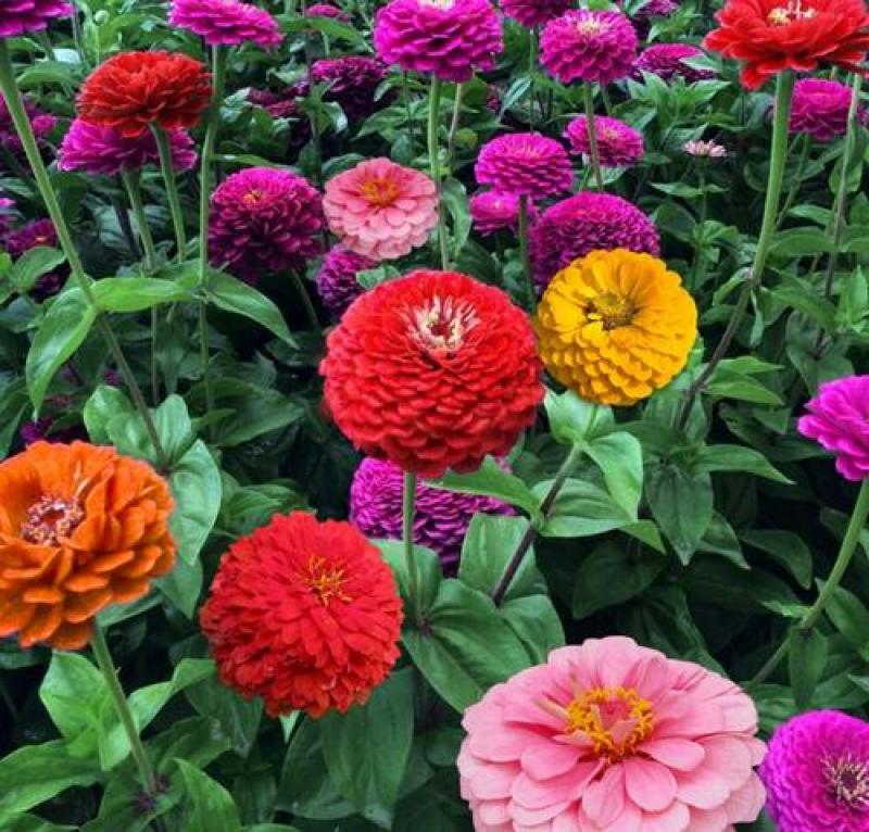 百日草花种子四季易种室外庭院阳台景观花海百日菊花种籽开花