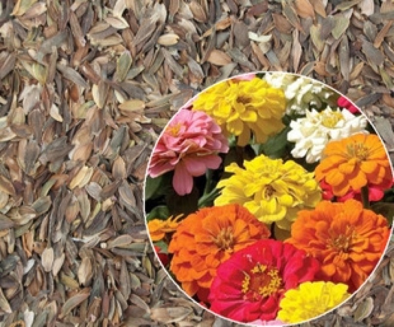 百日草花种子四季易种室外庭院阳台景观花海百日菊花种籽开花