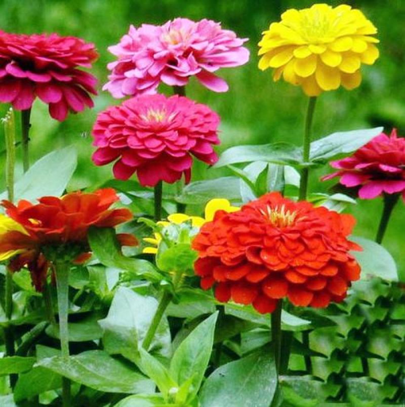 百日草花种子四季易种室外庭院阳台景观花海百日菊花种籽开花