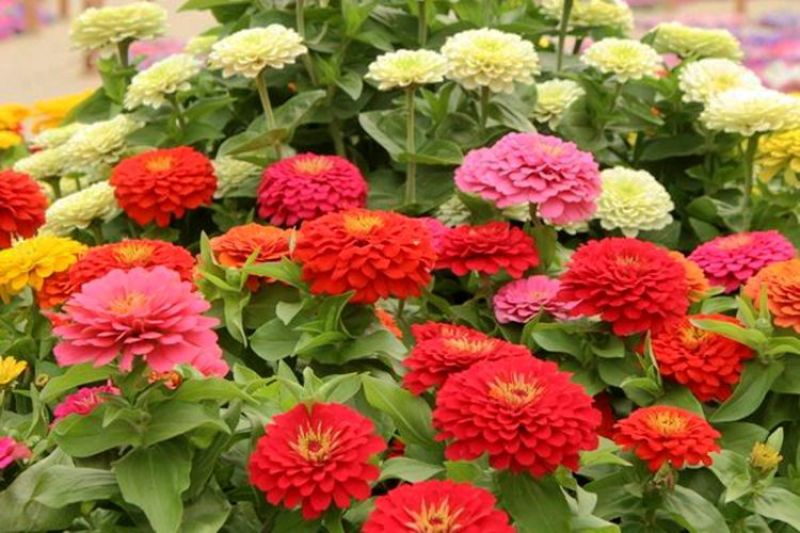 百日草花种子四季易种室外庭院阳台景观花海百日菊花种籽开花