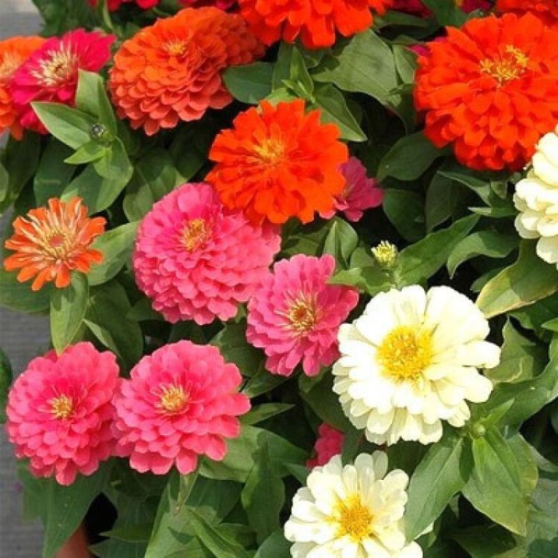 百日草花种子四季易种室外庭院阳台景观花海百日菊花种籽开花