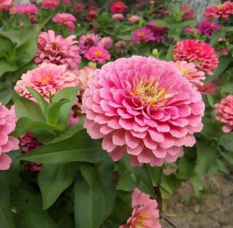 百日草花种子四季易种室外庭院阳台景观花海百日菊花种籽开花