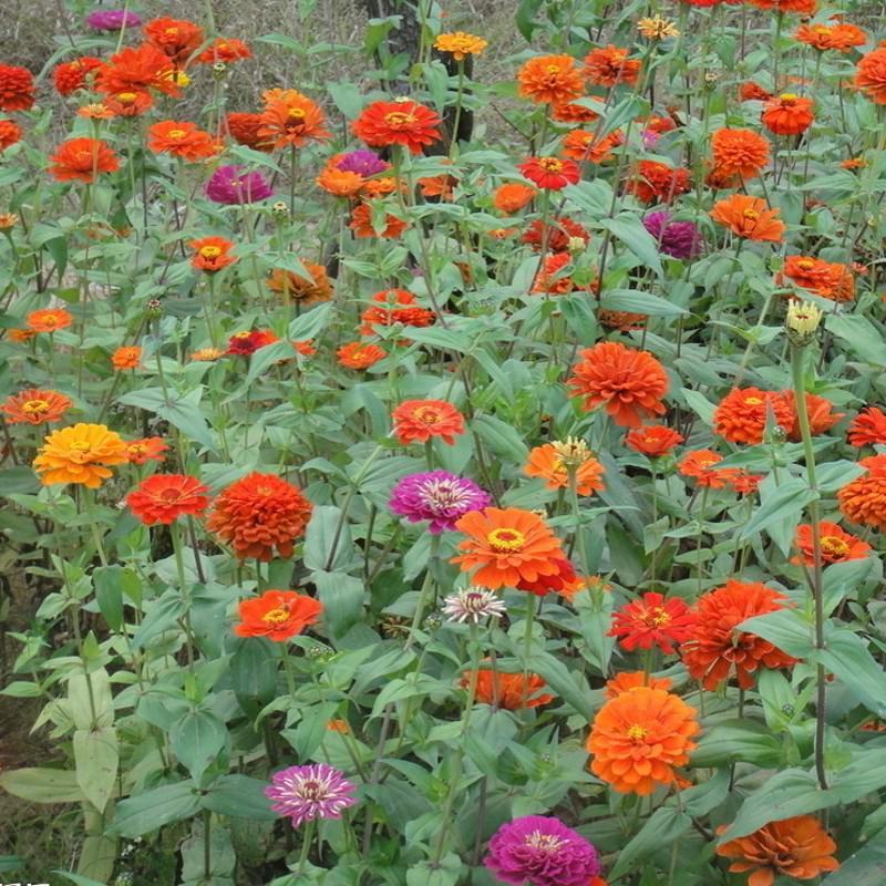 百日草花种子四季易种室外庭院阳台景观花海百日菊花种籽开花