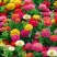 百日草花种子四季易种室外庭院阳台景观花海百日菊花种籽开花