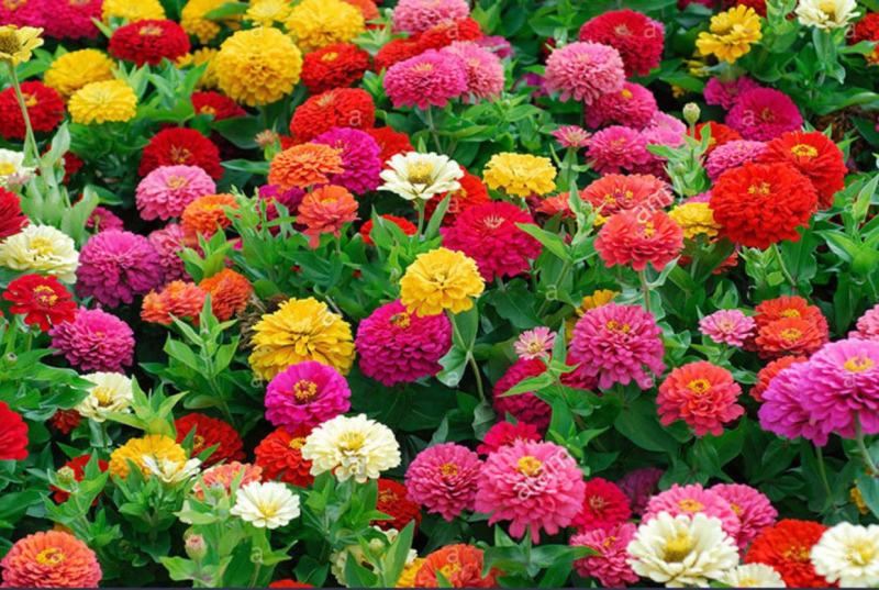 百日草花种子四季易种室外庭院阳台景观花海百日菊花种籽开花